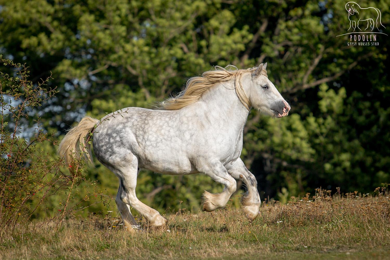 gypsy vanner horses temperament